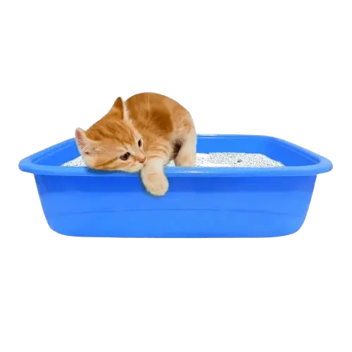 31-1-removebg-preview